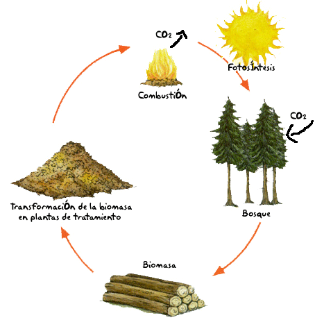 El ciclo de la biomasa